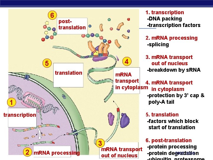 6 1. transcription -DNA packing -transcription factors posttranslation 2. m. RNA processing -splicing 4