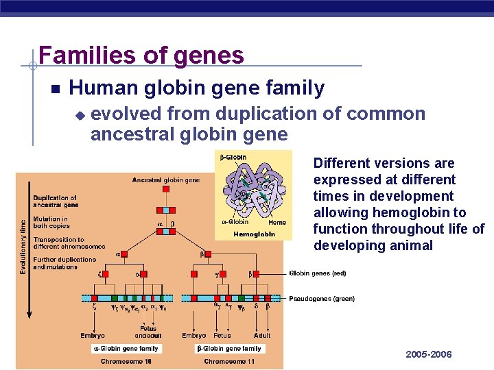 Families of genes Human globin gene family u evolved from duplication of common ancestral