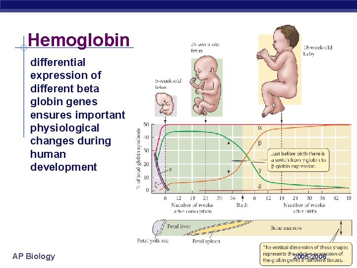 Hemoglobin differential expression of different beta globin genes ensures important physiological changes during human