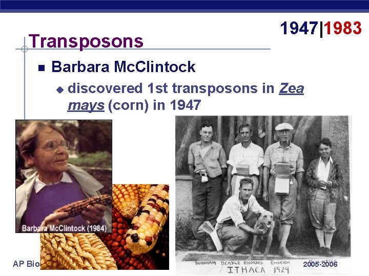 Transposons 1947|1983 Barbara Mc. Clintock u AP Biology discovered 1 st transposons in Zea