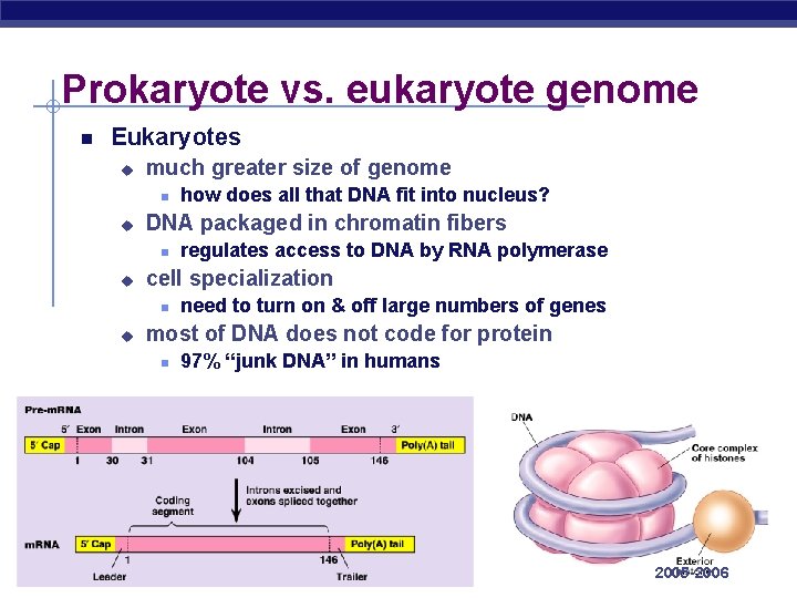 Prokaryote vs. eukaryote genome Eukaryotes u much greater size of genome u DNA packaged