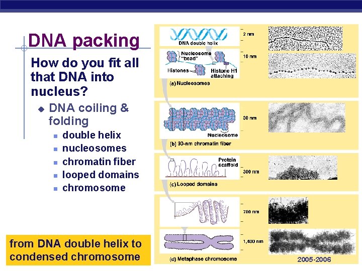 DNA packing How do you fit all that DNA into nucleus? u DNA coiling