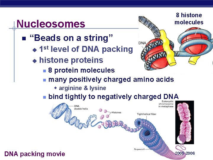 Nucleosomes 8 histone molecules “Beads on a string” 1 st level of DNA packing