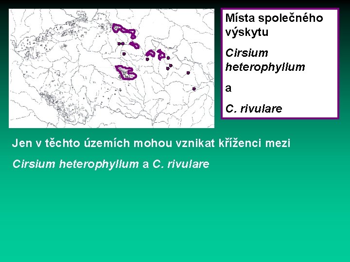 Místa společného výskytu Cirsium heterophyllum a C. rivulare Jen v těchto územích mohou vznikat