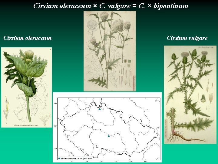 Cirsium oleraceum × C. vulgare = C. × bipontinum Cirsium oleraceum Cirsium vulgare 