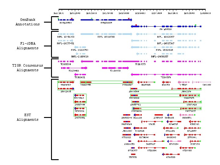 Gen. Bank Annotations Fl-c. DNA Alignments TIGR Consensus Alignments EST Alignments 