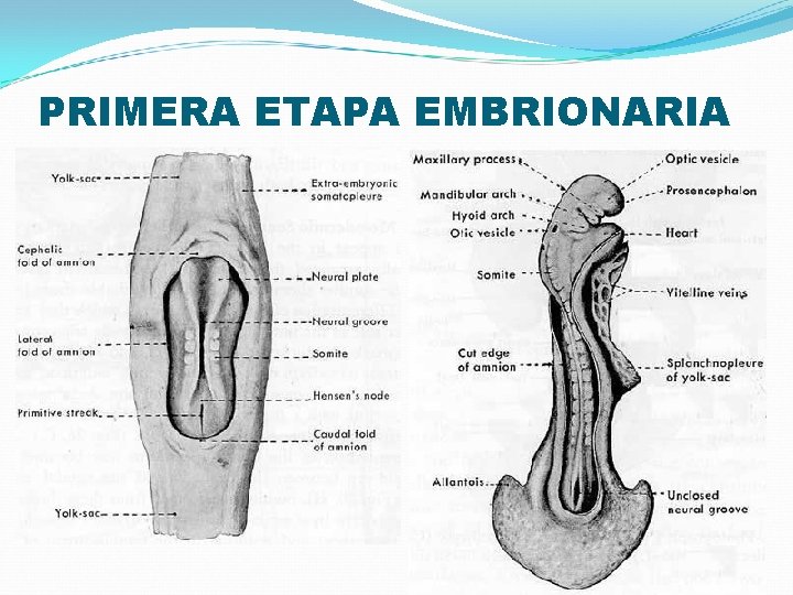 PRIMERA ETAPA EMBRIONARIA 