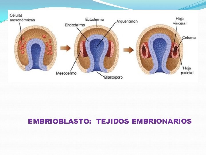 EMBRIOBLASTO: TEJIDOS EMBRIONARIOS 