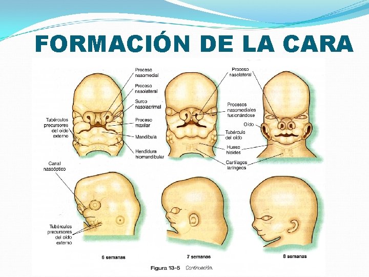 FORMACIÓN DE LA CARA 