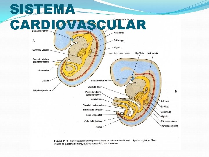 SISTEMA CARDIOVASCULAR 