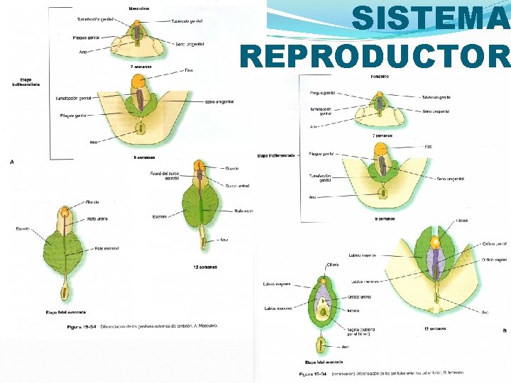 SISTEMA REPRODUCTOR 