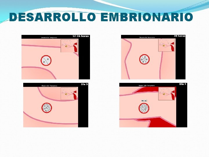 DESARROLLO EMBRIONARIO 