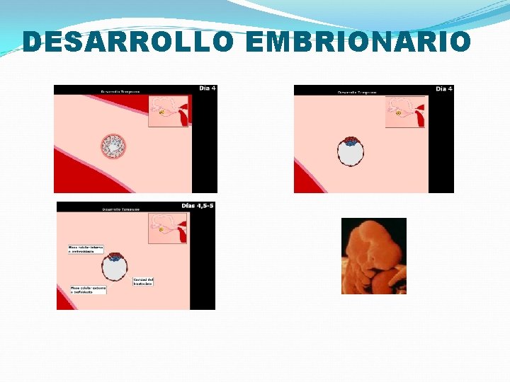 DESARROLLO EMBRIONARIO 