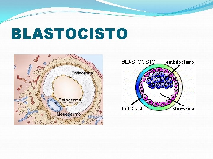 BLASTOCISTO 