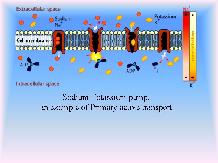 Sodium-Potassium pump, an example of Primary active transport 