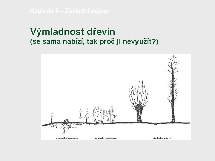 Kapitola 3 – Základní pojmy Výmladnost dřevin (se sama nabízí, tak proč ji nevyužít?