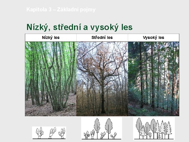 Kapitola 3 – Základní pojmy Nízký, střední a vysoký les 