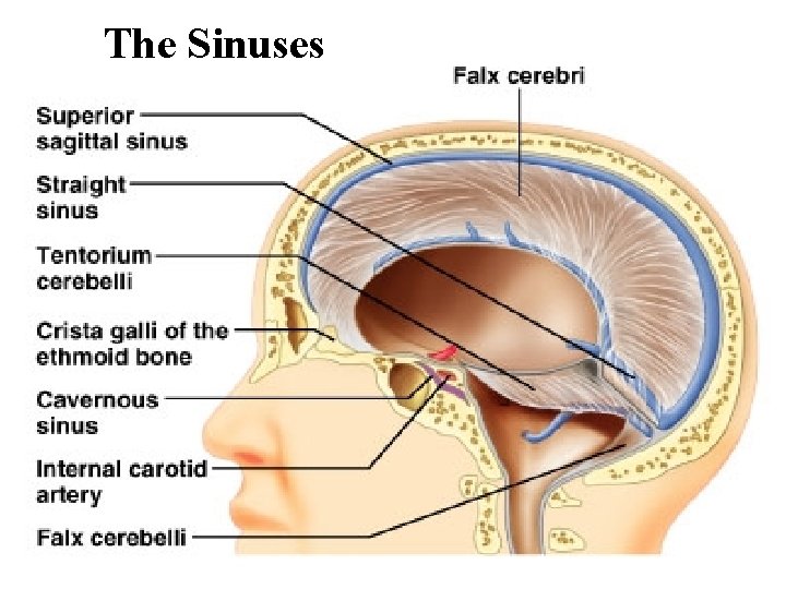 The Sinuses The Sinuses