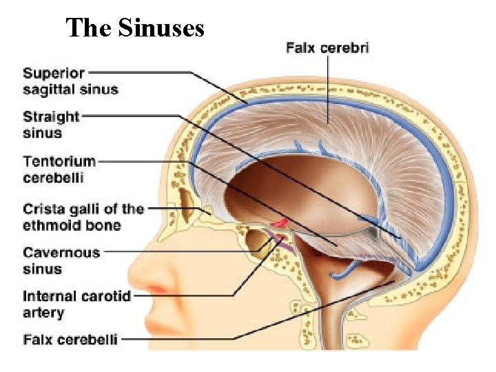 The Sinuses 