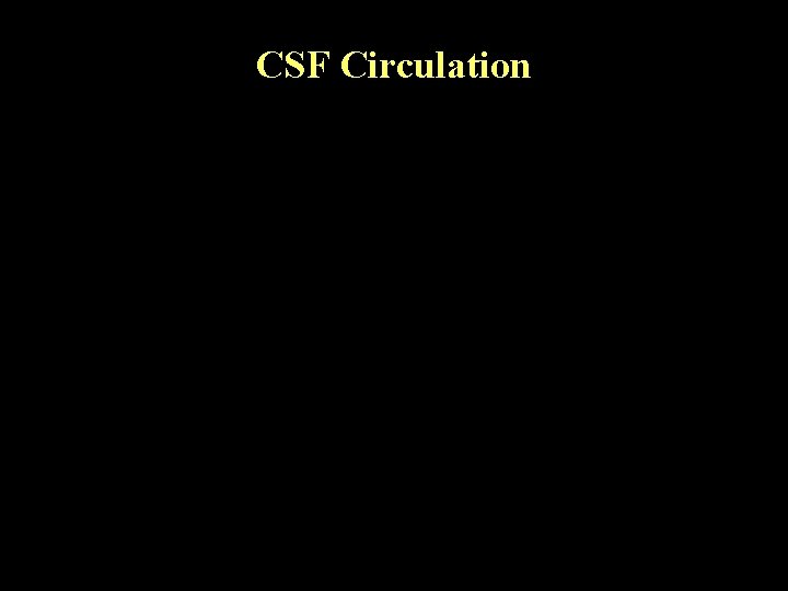 CSF Circulation 