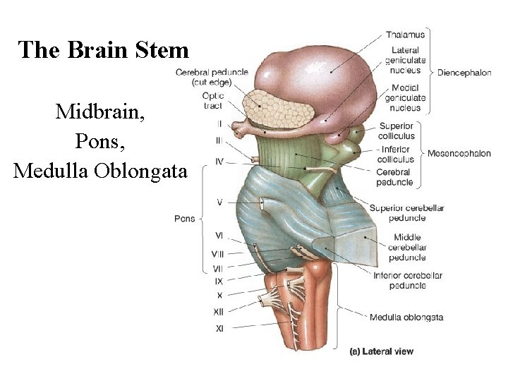 The Brain Stem Midbrain, Pons, Medulla Oblongata 