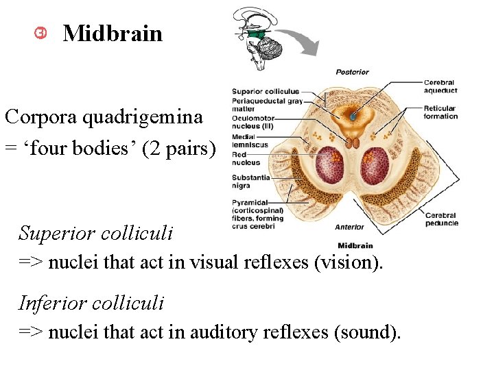  Midbrain Corpora quadrigemina = ‘four bodies’ (2 pairs) Superior colliculi => nuclei that