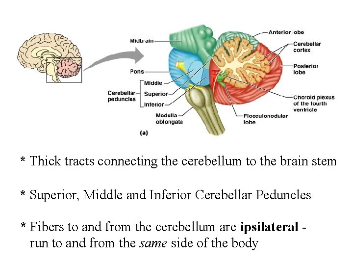 * Thick tracts connecting the cerebellum to the brain stem * Superior, Middle and * Thick tracts connecting the cerebellum to the brain stem * Superior, Middle and