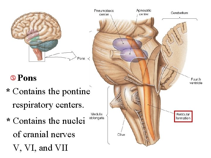  Pons * Contains the pontine respiratory centers. * Contains the nuclei of cranial