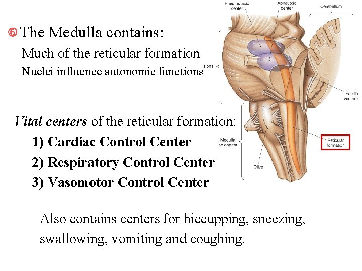  The Medulla contains: Much of the reticular formation Nuclei influence autonomic functions Vital
