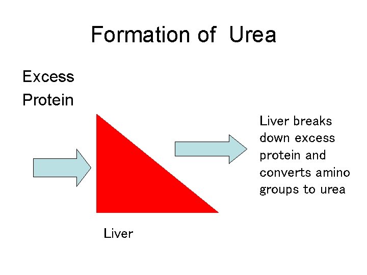 Formation of Urea Excess Protein Liver breaks down excess protein and converts amino groups