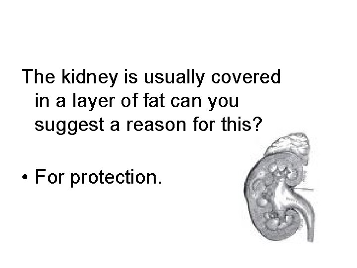 The kidney is usually covered in a layer of fat can you suggest a