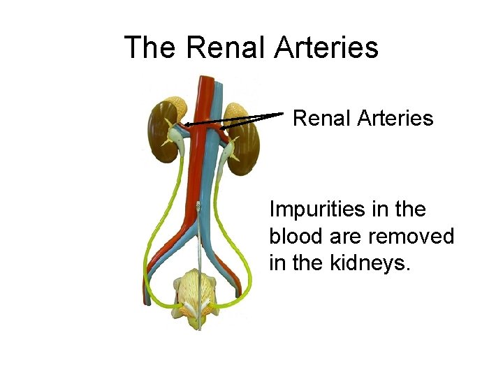 The Renal Arteries Impurities in the blood are removed in the kidneys. 