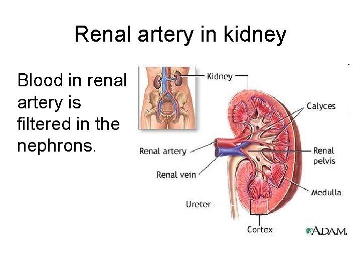 Renal artery in kidney Blood in renal artery is filtered in the nephrons. 