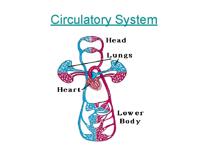 Circulatory System 