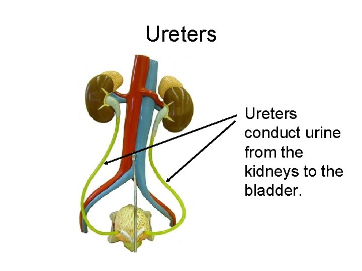 Ureters conduct urine from the kidneys to the bladder. 