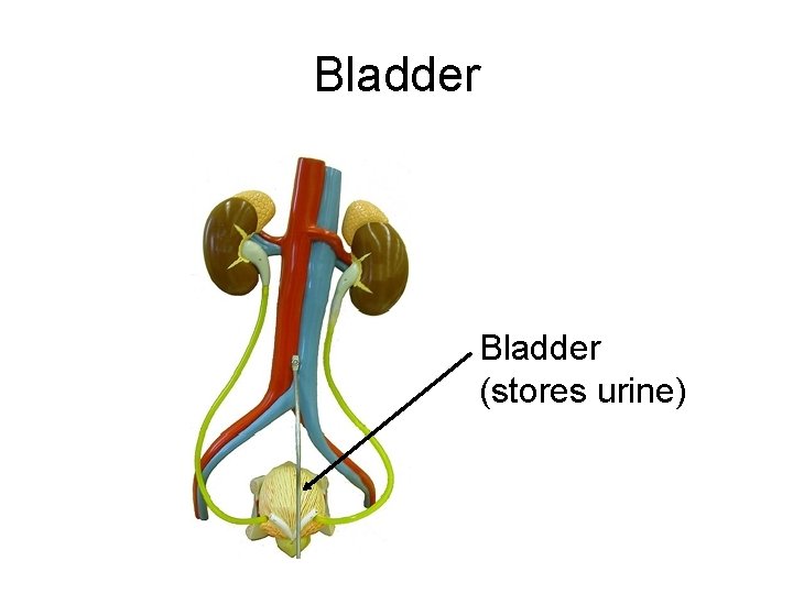 Bladder (stores urine) 