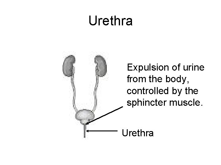 Urethra Expulsion of urine from the body, controlled by the sphincter muscle. Urethra 