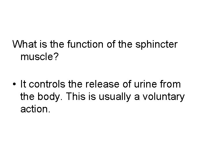 What is the function of the sphincter muscle? • It controls the release of