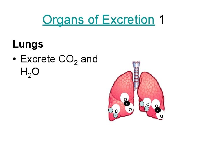 Organs of Excretion 1 Lungs • Excrete CO 2 and H 2 O oc