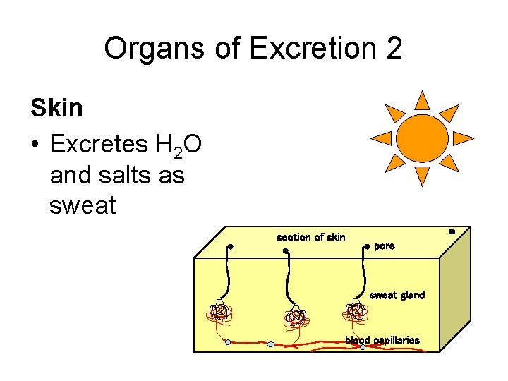 Organs of Excretion 2 Skin • Excretes H 2 O and salts as sweat