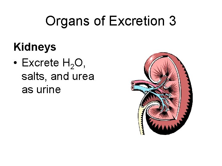 Organs of Excretion 3 Kidneys • Excrete H 2 O, salts, and urea as