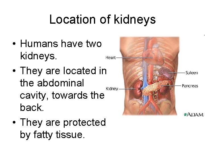 Location of kidneys • Humans have two kidneys. • They are located in the