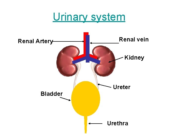 Urinary system Renal vein Renal Artery Kidney Ureter Bladder bladde r Urethra 