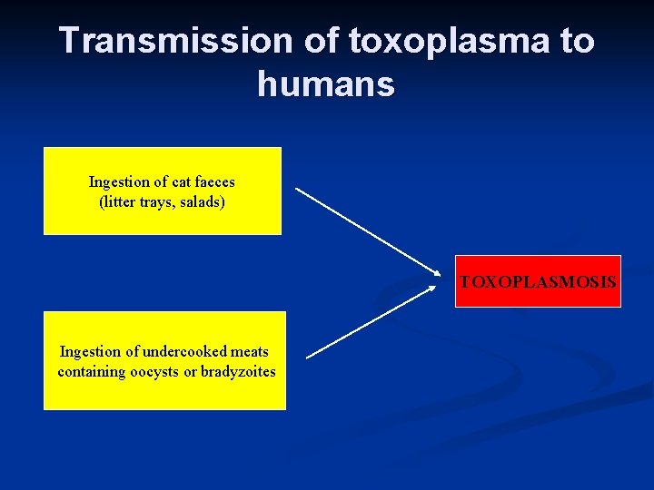 Transmission of toxoplasma to humans Ingestion of cat faeces (litter trays, salads) TOXOPLASMOSIS Ingestion