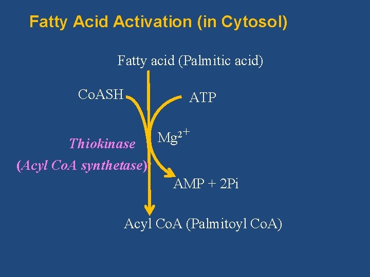 Fatty Acid Activation (in Cytosol) Fatty acid (Palmitic acid) Co. ASH ATP Thiokinase (Acyl