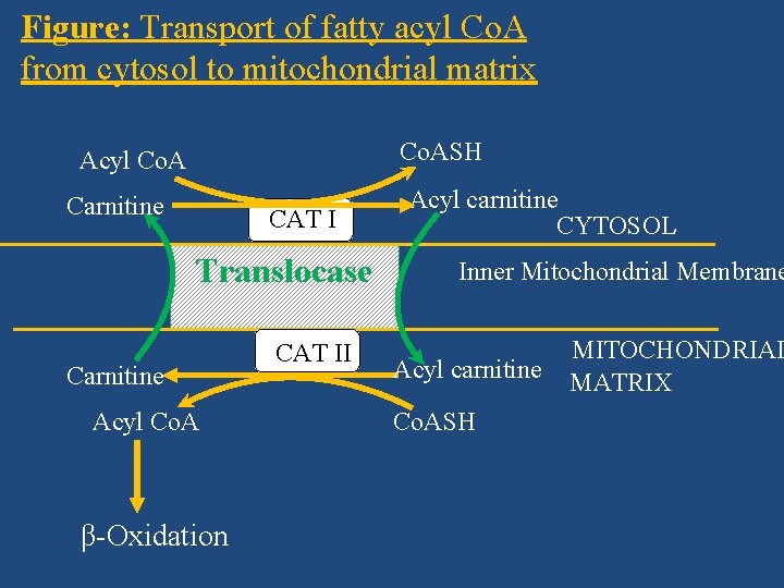 Figure: Transport of fatty acyl Co. A from cytosol to mitochondrial matrix Co. ASH