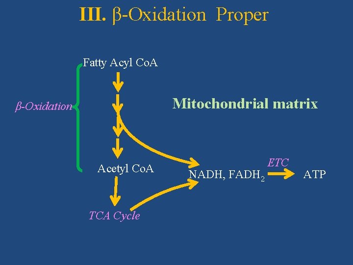 III. β-Oxidation Proper Fatty Acyl Co. A Mitochondrial matrix β-Oxidation Acetyl Co. A TCA