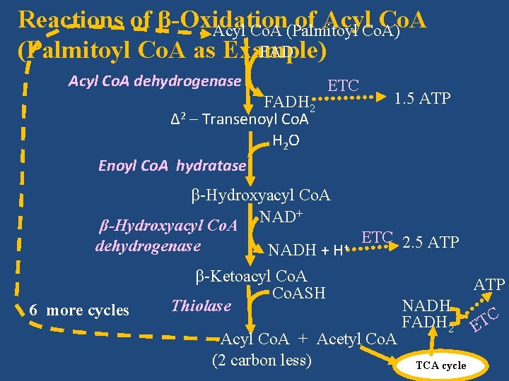 Reactions of β-Oxidation of Acyl. Co. A) Co. A Acyl Co. A (Palmitoyl FAD