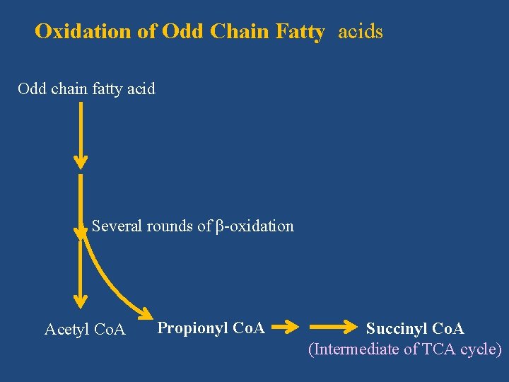 Oxidation of Odd Chain Fatty acids Odd chain fatty acid Several rounds of β-oxidation