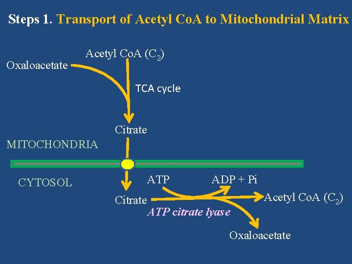 Steps 1. Transport of Acetyl Co. A to Mitochondrial Matrix Oxaloacetate Acetyl Co. A